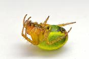 gewone komkommerspin (araniella cucurbitina) 6-2013 1023
